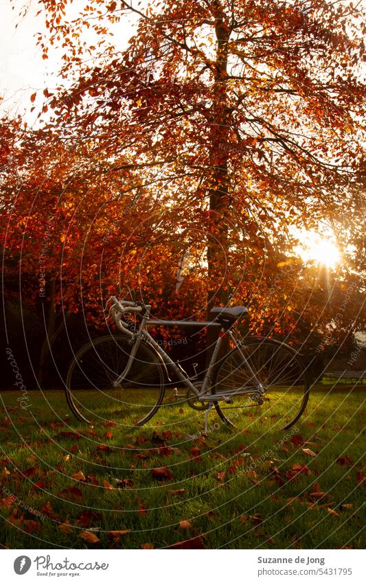 Herbstbaum in der Sonne, vor dem ein Rennrad steht. Die Sonne scheint durch den Baum. Die Stimmung des Bildes ist abenteuerlich und warm fallen Herbstlaub Natur