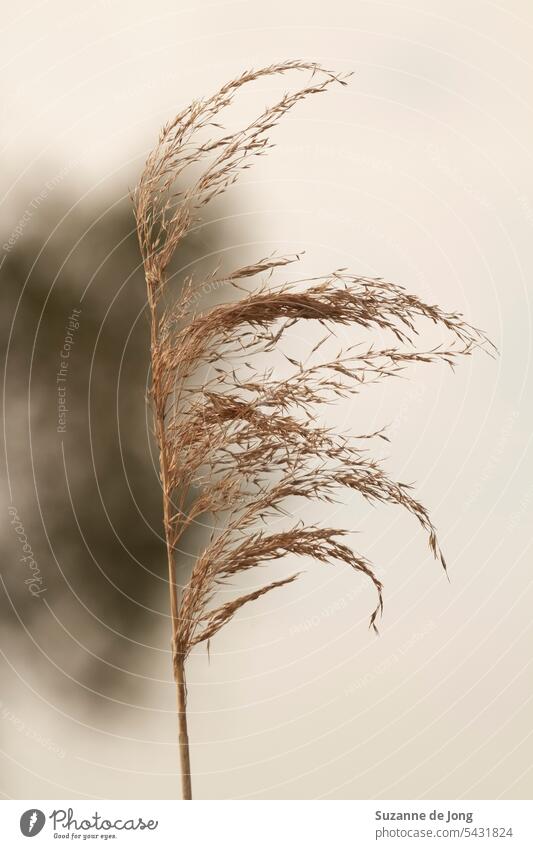 Schilfhalm im Wind vor einem Baum Schilfrohr Schilfgras Natur Stimmung stimmungsvolle Atmosphäre Ruhe Beruhigung geringe Sättigung der Farben Gras wolkig