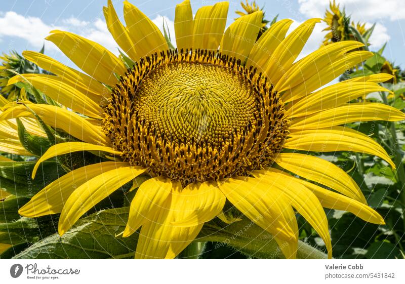 Riesige Sonnenblume im Feld Blumenfeld sonniger Tag Blauer Himmel Sommer Blumenmakro