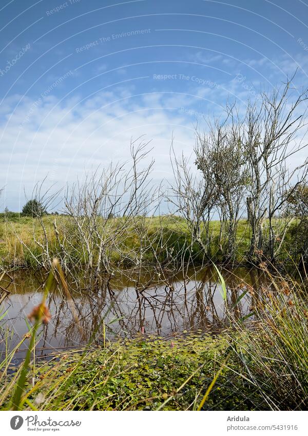 Kahle Sträucher an einem kleinen See auf einer Wiese im Naturschutzgebiet Wasser Landschaft Menschenleer Seeufer ruhig Reflexion & Spiegelung Idylle
