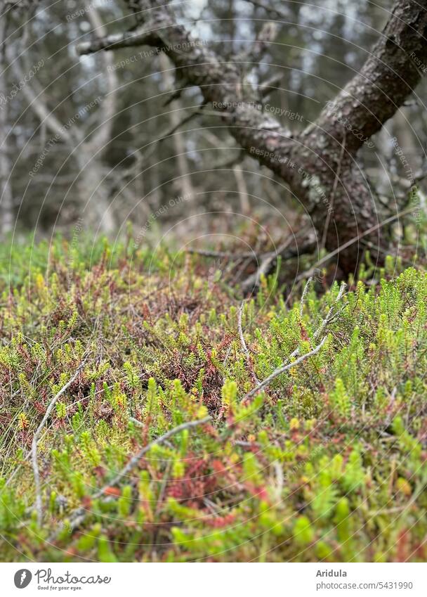 Heidekraut im Kiefernwald Fichte Fichtenwald Natur Landschaft Wald Waldboden Unschärfe Pflanze