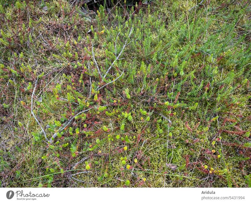 Heidekraut, Moos und Zweige am Waldrand Boden Waldboden Natur Landschaft grün Lebensraum Pflanze