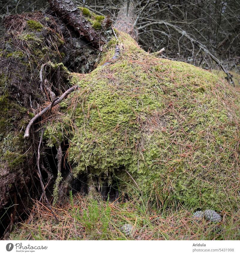 Entwurzelte Kiefer mit aufgerissenem moosigem Waldboden entwurzelt Moos Natur Pflanze grün Umwelt Landschaft Baumstamm