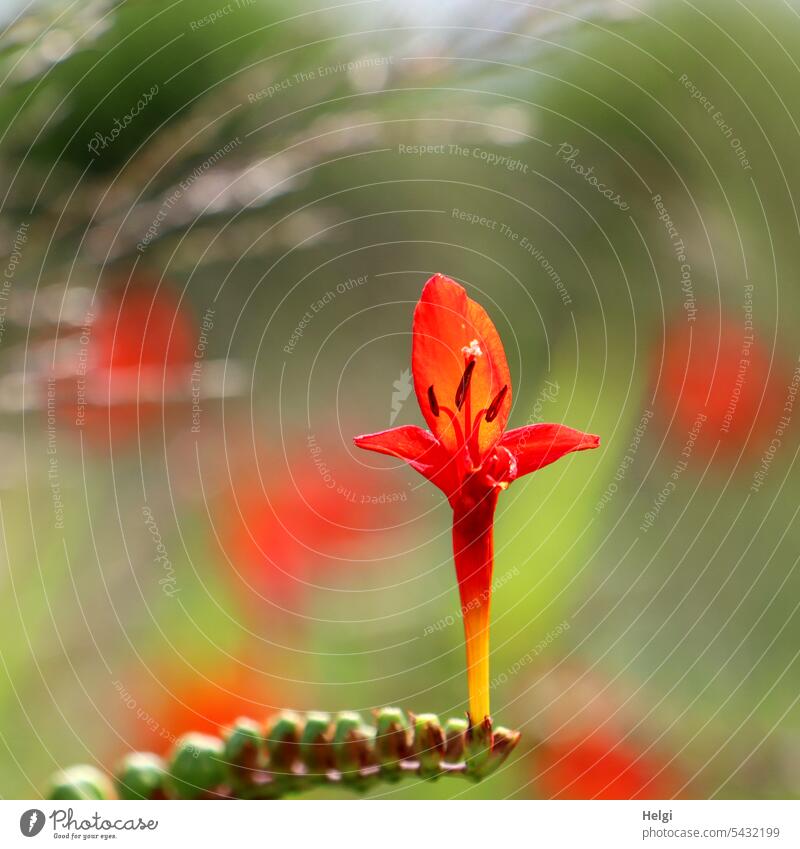 eine letzte Montbretien-Blüte an der Blütenähre Garten-Montbretie Crocosmia Schwertliliengewächs Blume Hybride Knollenpflanze Zierpflanze Pflanze Nahaufnahme