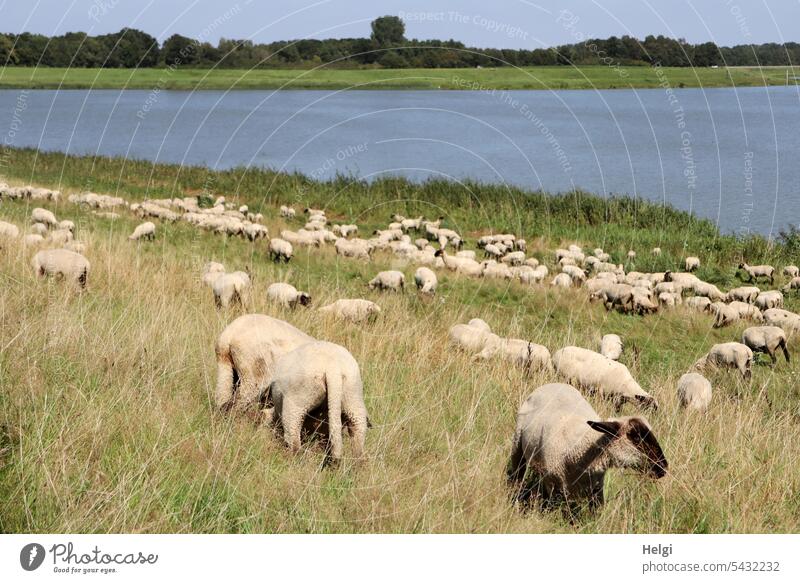 Schafe grasen am Seeufer Tier Schafherde Wiese fressen Wasser Nutztier Außenaufnahme Herde Natur Fressen Tiergruppe Gras Sommer Landwirtschaft Landschaft Weide