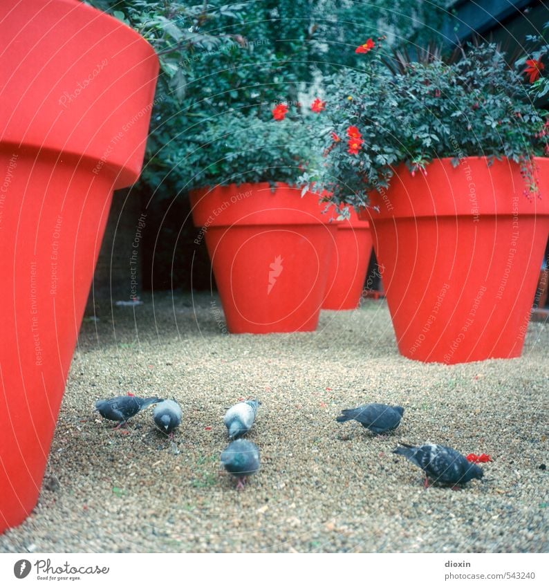 Von Tauben und Töpfen Pflanze Sträucher Grünpflanze London England Großbritannien Stadt Stadtzentrum Menschenleer Platz Tier Vogel Tiergruppe Blumentopf