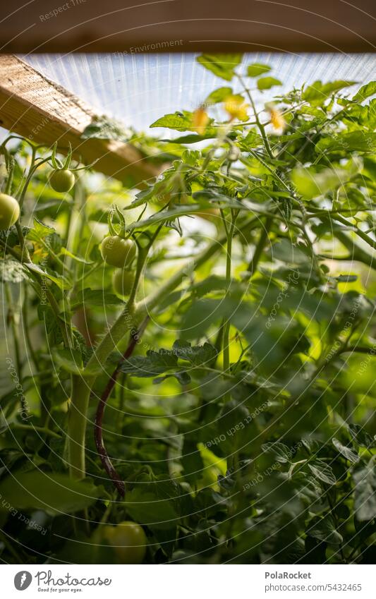 #A0# Gewächshaus Tomaten Ernte organisch Wachstum Gemüse Garten Tomatenpflanze unreif grün Natur Grünpflanze Pflanze Gartenpflanzen Gartenbau Gartenarbeit