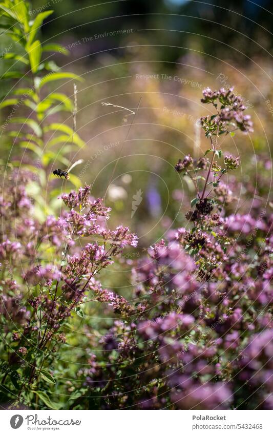 #A0# Wildblumenwiese für die Bienen Wiese Wildblumenbeet Natur Garten Naturschutzgebiet Naturerlebnis Naturliebe naturverbunden grün Pflanze Umwelt Sommer