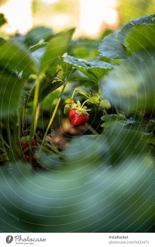 #A0# Fund im Hochbeet bodenpflanze rot reif erntereif Erdbeeren Erdbeerfeld Erdbeermarmelade Erdbeereis Ernte Erdbeerblüte Erdbeerjoghurt hochbeet ernten lecker
