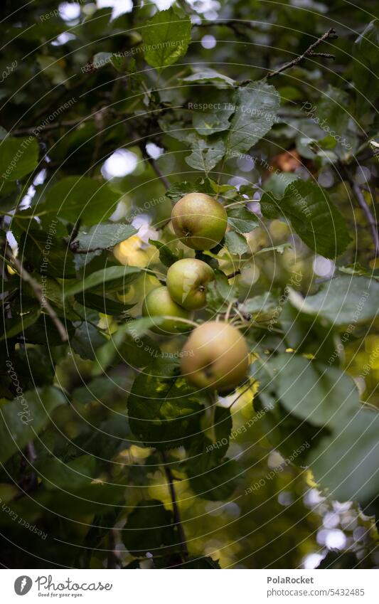 #A0# Grün am Baum Apfel Apfel der Erkenntnis Apfelernte Apfelbaum reif Gesunde Ernährung Vegetarische Ernährung Vitamin saftig Bioprodukte grün Apfelkuchen