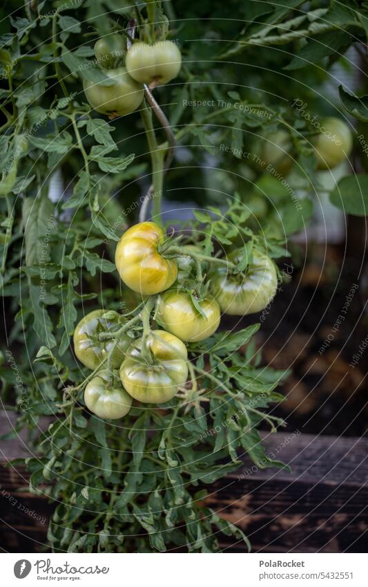 #A0# grüne Tomaten unreif Tomatenpflanze Garten Gartenarbeit Gartenbau Gartenpflanzen Pflanze Grünpflanze Natur Gemüse Wachstum organisch Ernte