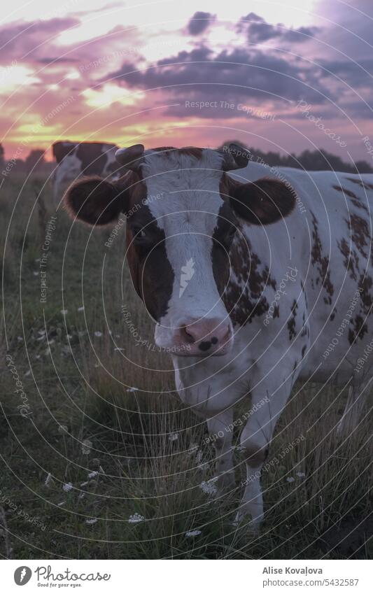 Kühe auf einem Feld, während die Sonne untergeht Sonnenuntergang Kuh Nutztier Milchkuh Tierporträt Rind Landleben Wiese Abend Abendstimmung Frieden friedlich
