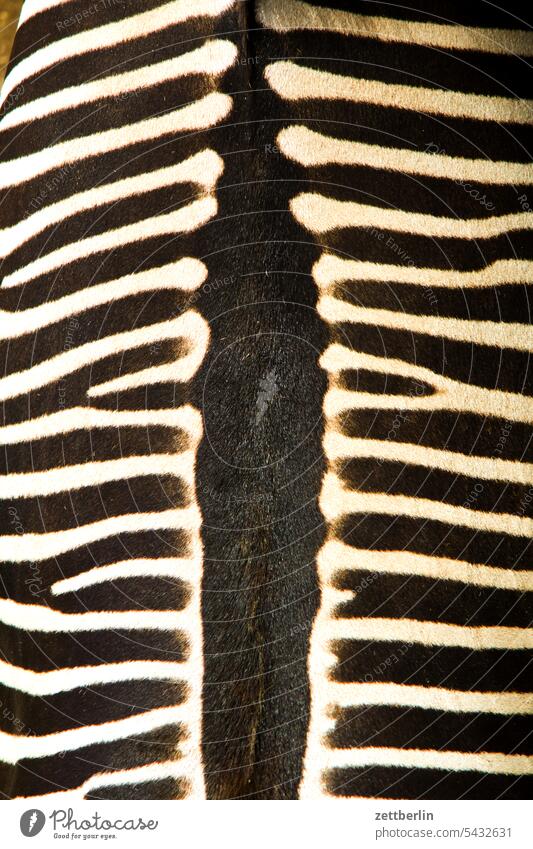 Zebra von oben exotik exotisch exotische tiere wild wildtier zoo zoobesuch zebra muster rücken rückgrat wirbelsäule wirbeltier afrika fell savanne streifen
