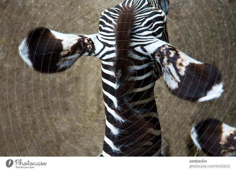 Zebra von oben exotik exotisch exotische tiere wild wildtier zoo zoobesuch zebra afrika steppe savanne vogelperspektive rücken wirbelsäule streifen gestreift