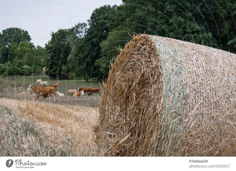 Strohballen auf Stoppelfeld und grasende Kühe im Hintergrund Getreideernte Ernte Feld Landwirtschaft Kühe auf der Weide Natur Sommer Ackerbau Wiese ländlich