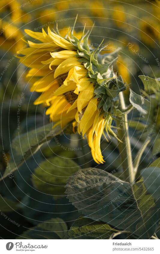 Wunderschöne große Sonnenblume als Nahaufnahme Sonnenblumenfeld Sommer Blume gelb Schwache Tiefenschärfe Sommerzeit Natur Naturerlebnis Naturliebe Feld Farbfoto