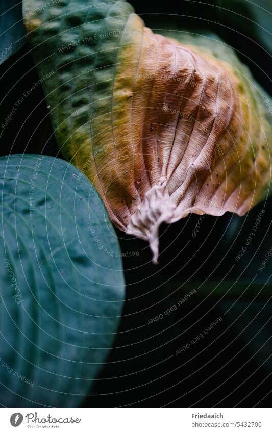 Detailaufnahme eines verfärbten Funkienblatts Pflanze verfaerbt vertrocknet verwelkt Natur Vergänglichkeit trocken Nahaufnahme Schwache Tiefenschärfe