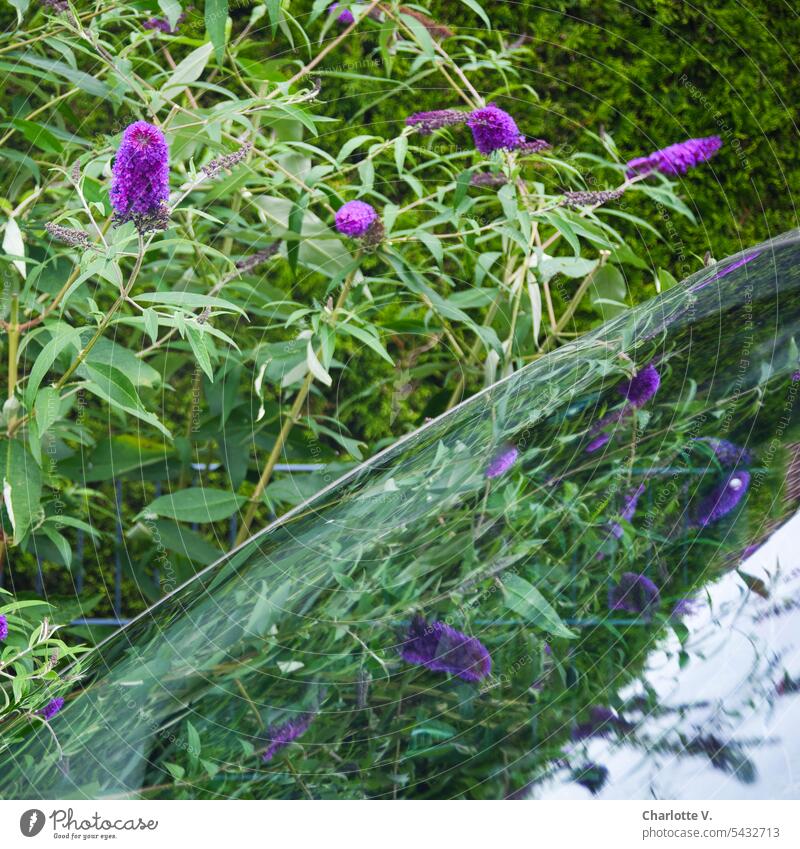 Eitelkeiten | Sommerflieder spiegelt sich im Autofenster Pflanze Buddleja Natur Farbfoto Blüte Blüten Fenster Außenaufnahme blühend violett lila Spiegelung