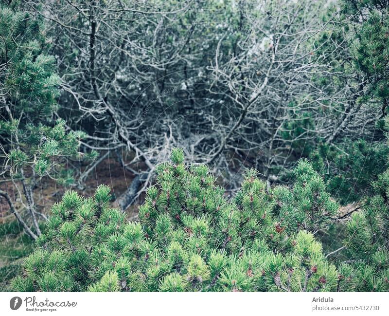 Im Kieferndickicht Wald Dickicht Äste und Zweige Unterholz Natur Baum Menschenleer Außenaufnahme Kiefernwald Kiefernzapfen Kiefernnadeln
