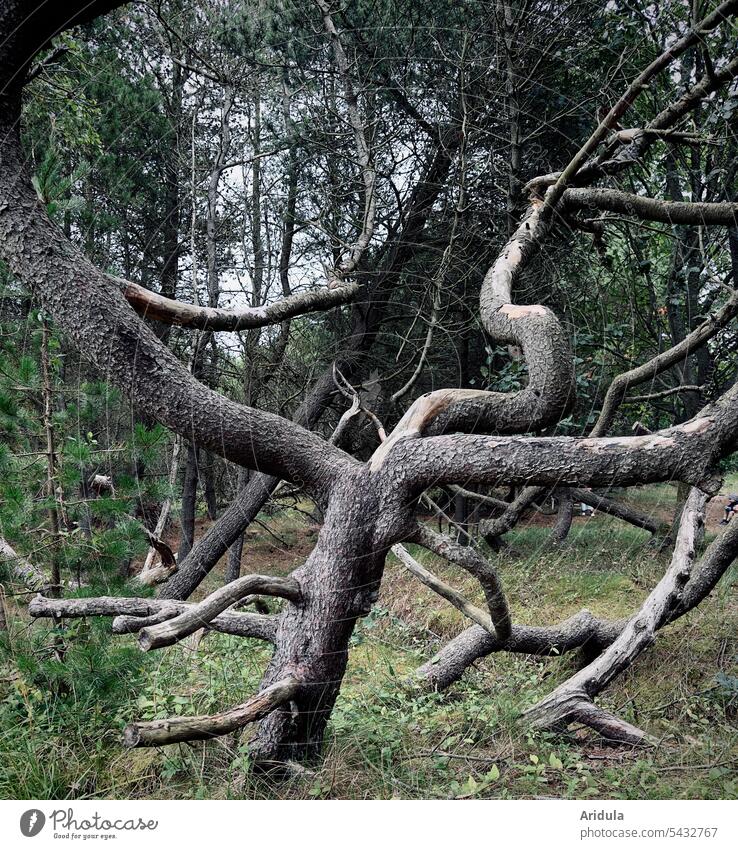 Launen der Natur | im Kiefernwald Wald Äste und Zweige Unterholz Baum Baumstamm Stamm Wuchsrichtung kreuz und quer Astgabel Verzweigung Menschenleer