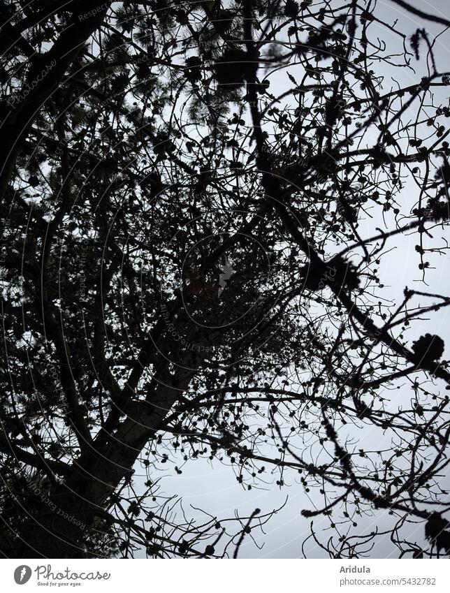 Dunkle nadellose Äste mit kleinen Zapfen im Kiefernwald Wald Baum Äste und Zweige Himmel dunkel Unterholz unheimlich Kiefernzapfen