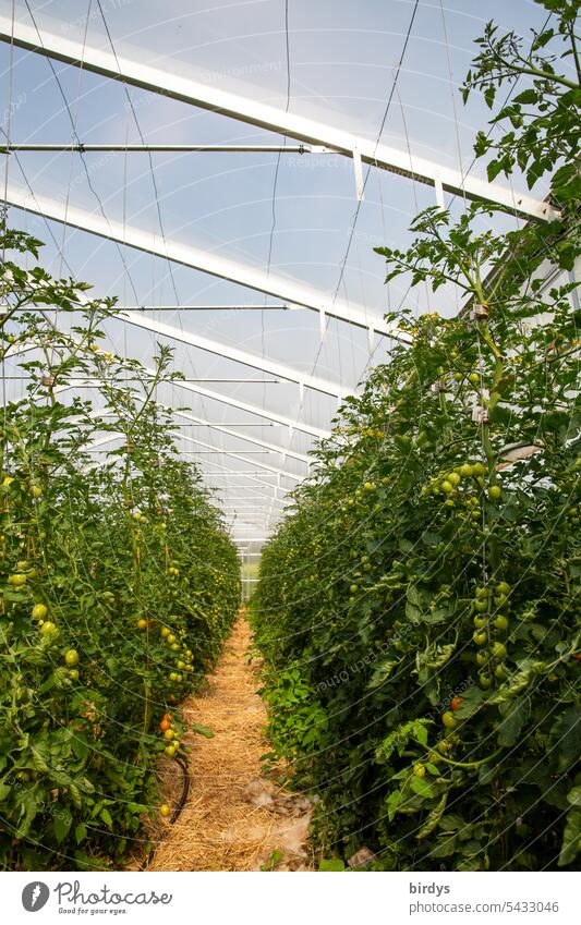 Gewächshaus mit Biotomaten Tomatenanbau Pflanze Bodenkultur Stroh Biologische Landwirtschaft Gemüse Tomatenpflanzen