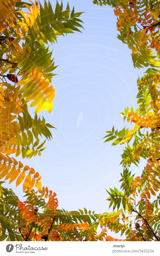 Der Herbst bleibt im Rahmen Natur Blatt Himmel Pflanze Umwelt herbstlich Herbstlaub Sonnenlicht Schönes Wetter Blauer Himmel gelb Kranz Wolkenloser Himmel