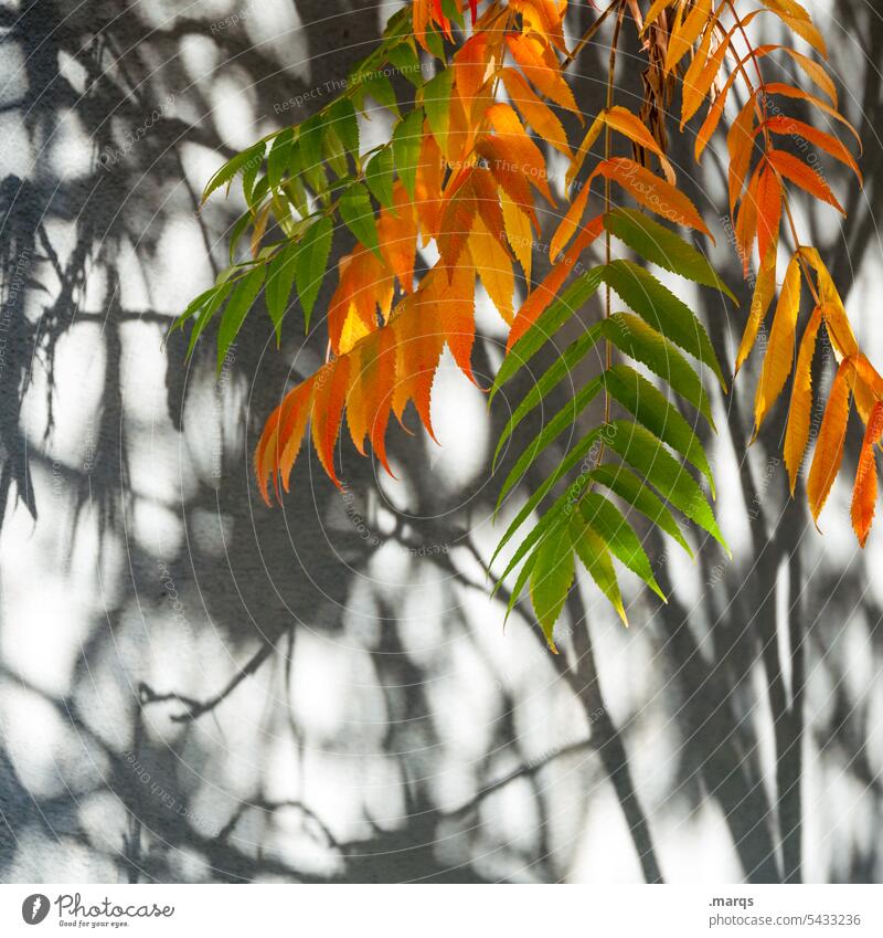 Verfärbte Blätter Herbst Blatt grün orange Ast Wand weiß Schattenspiel Kontrast Symbole & Metaphern Pflanze Schönes Wetter