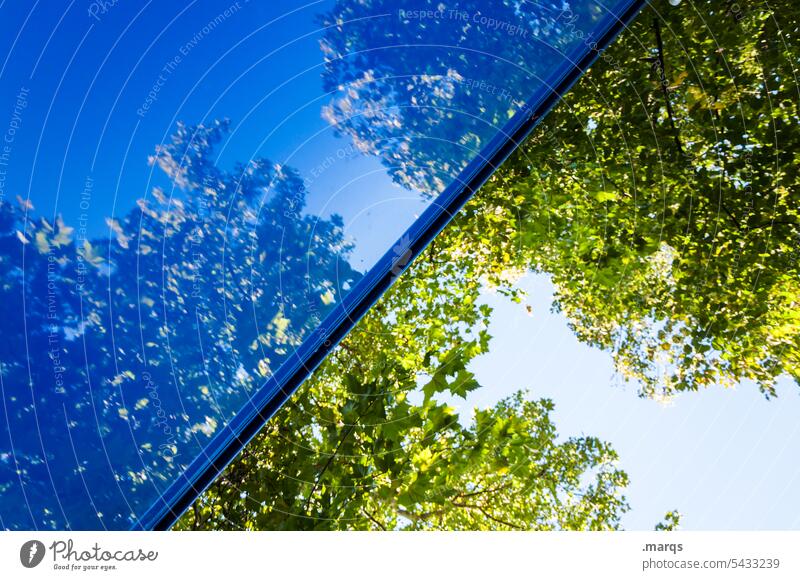 50/50 Halbe geteilt Symmetrie blau Baum Reflexion & Spiegelung Himmel Schönes Wetter Blatt Zweige u. Äste Linie Natur