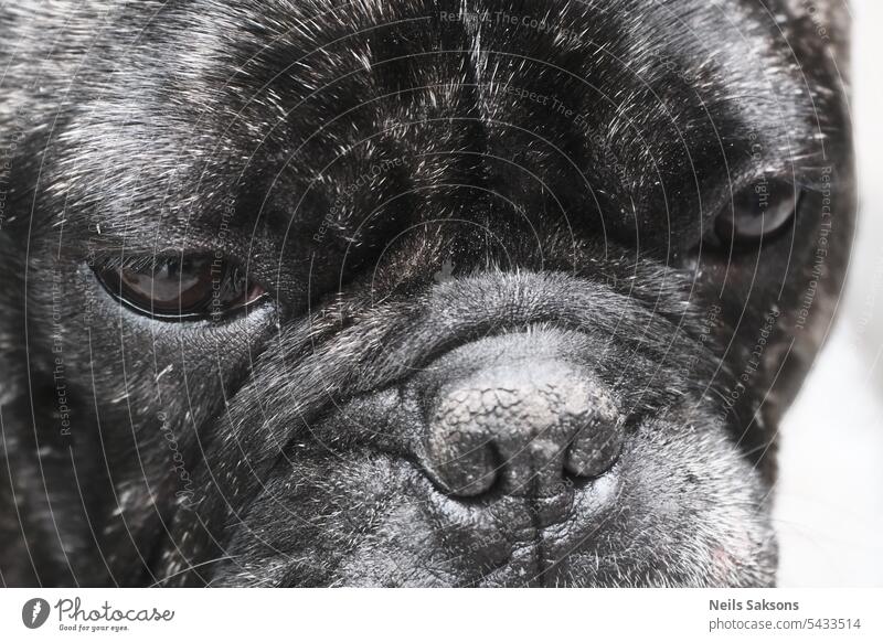Makro Nahaufnahme von französischer Bulldogge Gesicht. Porträt eines schwarzen Hundes Anatomie Tier schön groß braun Eckzahn schließen nach oben niedlich