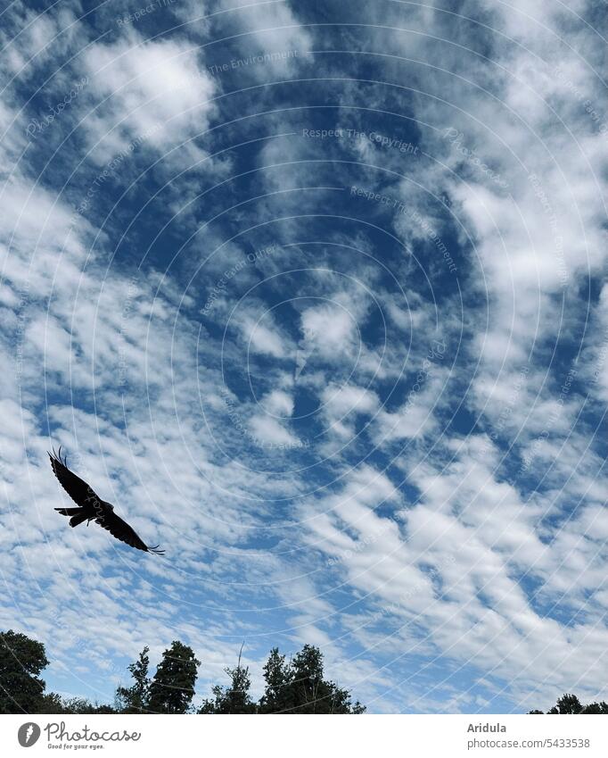 Rotmilan im Anflug vor blauem Himmel und weißen Wolken Vogel Tier Natur Greifvogel Flügel Flug