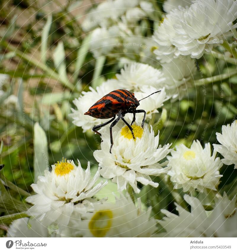 Streifenwanze auf Perlkörbchen Wanze Steifenwanze rot schwarz Wiese Insekt Natur Nahaufnahme Blume Blüte Sommer Tier Pflanze Garten Beet