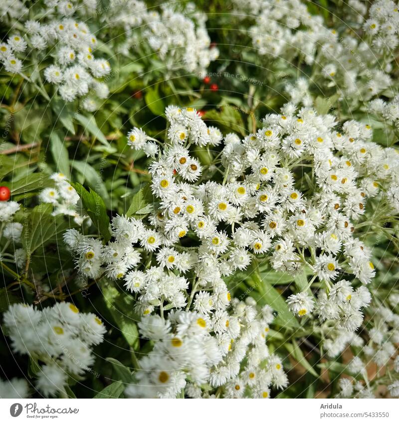Perlkörbchen Anaphalis triplinervis Blume Staudenimmortelle Himalaya robust Blumenbeet Pflanze