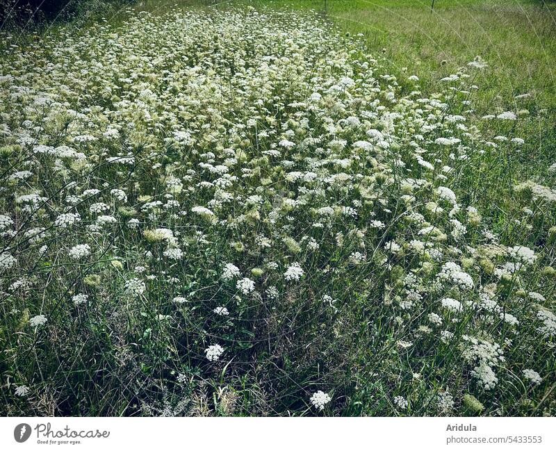 Wiese mit blühender Schafgarbe Blumenwiese Sommer Natur Blüte weiß grün