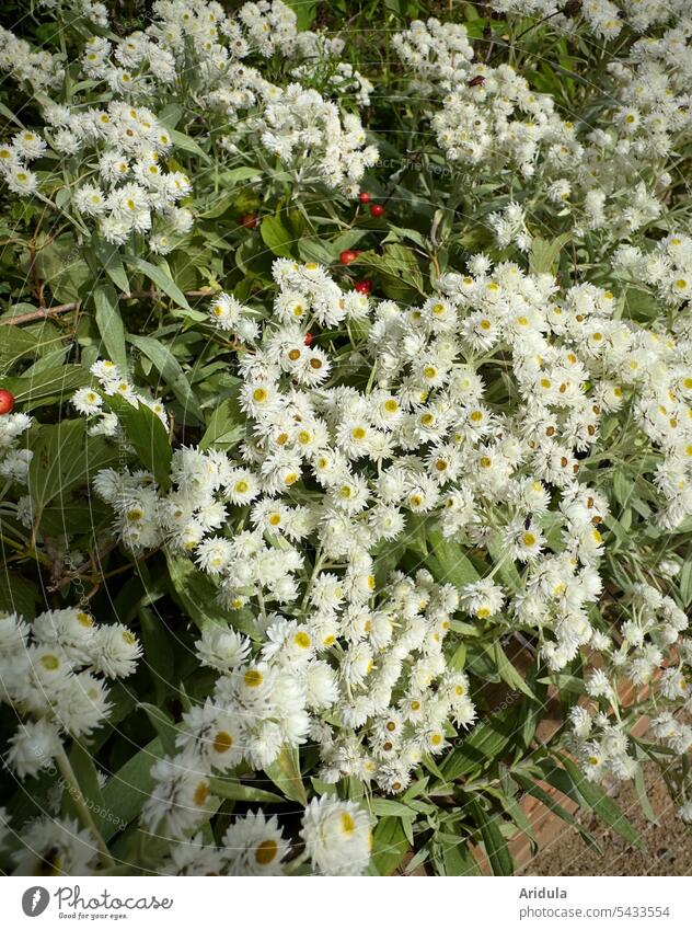 Perlkörbchen in einem Blumenbeet Blüte blühen Sommer Beet Trockenblume Natur Pflanze Garten Blühend weiß
