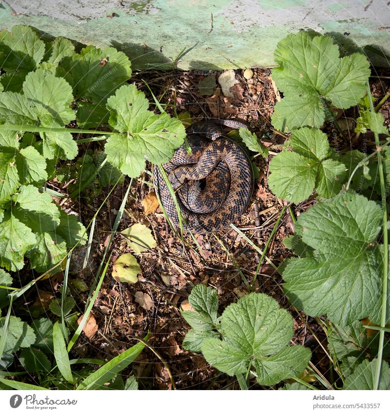 Eine Kreuzotter sonnt sich auf dem Boden neben einer Mauer Schlange Reptil Tier Natur braun Sonne sich sonnen ausruhen Wildtier Muster Zeichnung Waldboden