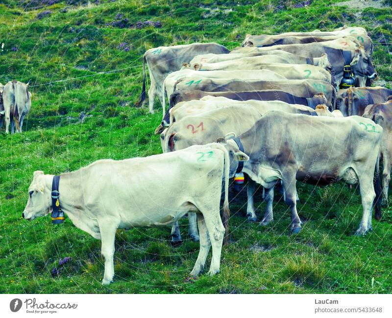 Erstmal richtig einreihen Kühe Nummerierung aufreihen nebeneinander Kuh Rinder Landwirtschaft Gras Nutztier Weide Tiergruppe Wiese Reihenfolge Zahlen Kuhherde