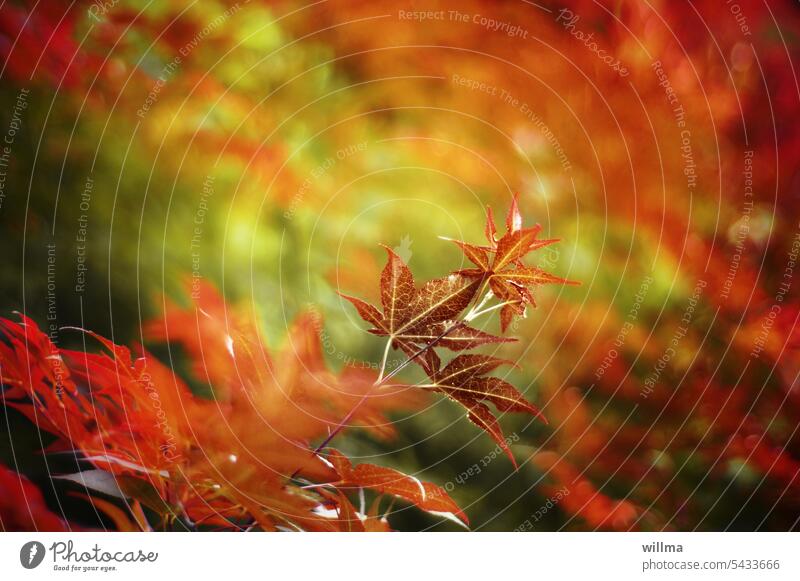 Herbstfärbung Herbstanfang herbstlich Blätter Herbstblätter Ahorn Spitzahorn Herbstfarben Natur Zweige