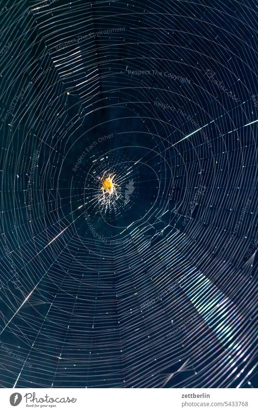 Spinne im Netz zentrum mitte radial wegelagerer auf der lauer tiefenschärfe textfreiraum spinnennetz sonne sommer schrebergarten saison ruhe radnetztspinne