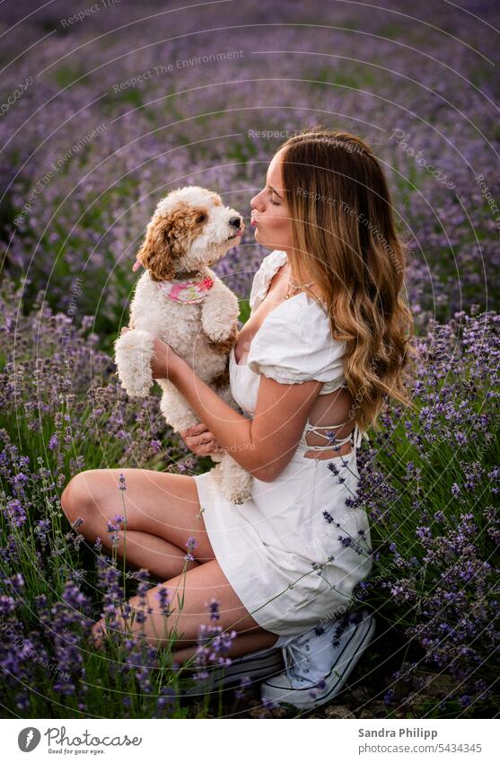 Mädchen und kleiner Hund im Lavendelfeld Lavendelshooting Porträit Mensch und Tier Pudel blühend Zusammensein Tierliebe Freundschaft Zusammenhalt Hundeliebe
