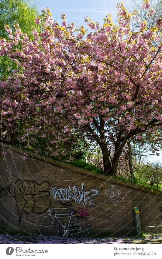 Bild mit urbaner und farbenfroher Ausstrahlung. Oben auf dem Bild ist eine Naturgewalt in Form eines großen, blühenden, rosa Baumes zu sehen. Darunter ist eine städtische Wand mit einigen Graffiti und einem Rennrad zu sehen. Die beiden Teile des Bildes bilden einen schönen Kontrast.