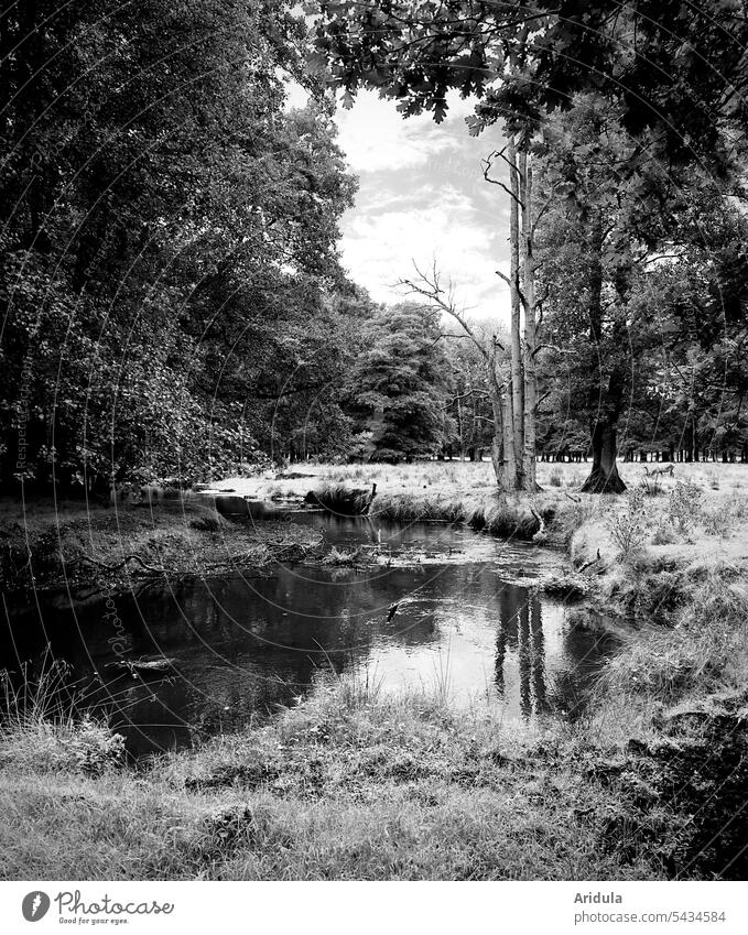 Naturidyll in s/w | Wer findet den Hirschen? See Bäume Wald Spiegelung Wasser Sommer Landschaft Reflexion & Spiegelung Außenaufnahme ruhig Idylle Seeufer Ruhe
