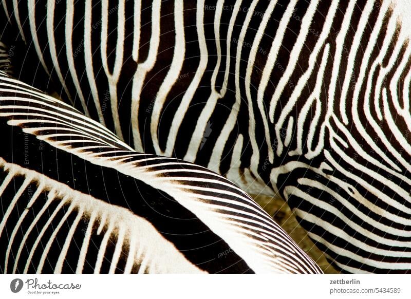 Zebras im Querformat exotik exotisch exotische tiere wild wildtier zoo zoobesuch zebra afrika steppe savanne vogelperspektive rücken wirbelsäule streifen