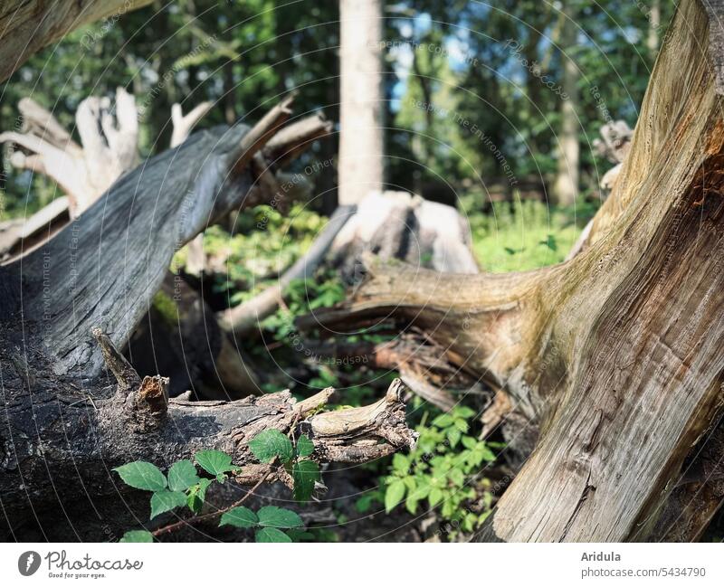 Entwurzelte Baumstümpfe im Wald Holz Baumstamm Natur Forstwirtschaft Bäume Baumstumpf Wurzeln Abholzung