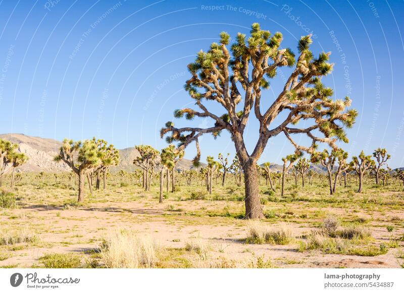 Joshua Tree Joshua Tree National Park Baum Wüste Steppe Josua-Palmlilie Josuabaum Yucca Yucca Palme Yucca brevifolia Kaktus Mojave Mojave-Wüste Nordamerika USA