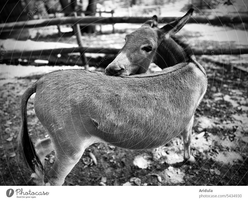 Esel dreht sich nach Hinten zum Rücken s/w Tier Tierporträt grau drehen Außenaufnahme Zaun