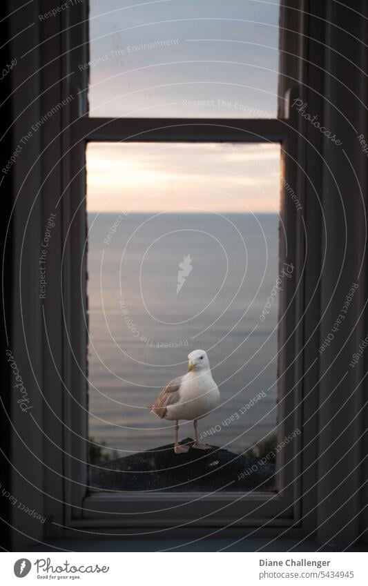 Scarborough-Möwe Vogel Fenster Natur Sommer Himmel MEER Meeresvogel Nordsee Küste