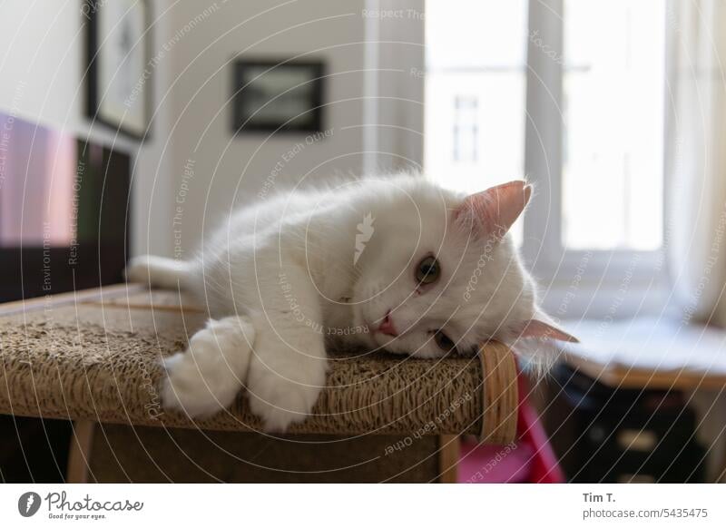 Liebling Kater relaxation weiß Türkisch Angora zimmer Katze Tier Haustier Hauskatze Fell niedlich Farbfoto Tierporträt Innenaufnahme beobachten Blick