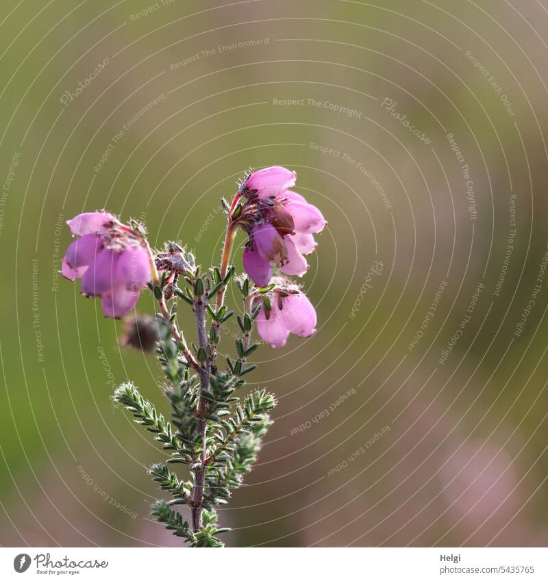 blühende Moor-Glockenheide, Erica tetralix Heidekraut Heidekrautgewächs Zwergstrauch Blüte Sommer Pflanze Natur Nahaufnahme Makroaufnahme Blütenstand natürlich