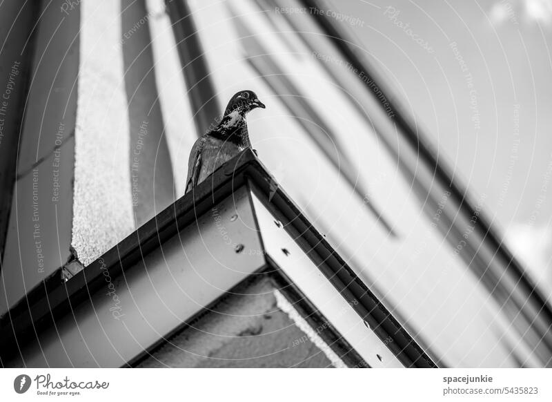 Die Taube auf dem Dach Vogel fliegen Flügel Außenaufnahme Himmel Wildtier Feder grau Stadt Tierporträt Haus Schnabel Tag Menschenleer Licht Kontrast
